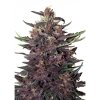 Purple Kush (Автоцветущие феминизированные)