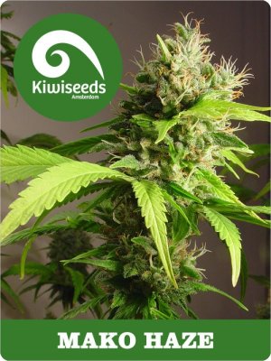 Семена Kiwi Seeds Mako Haze