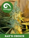 Kiwi Seeds Rays’s Choice (Обычные)