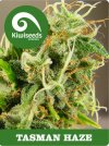 Tasman Haze (Обычные)