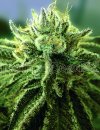 Canadian Kush 2.0 (Феминизированные)