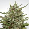 Auto Whiteberry (Автоцветущие феминизированные)