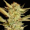 Bubble Gum (Обычные)