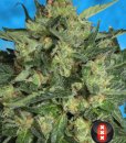 Serious Seeds White Russian #1 (Автоцветущие обычные)