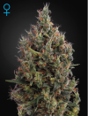 Big Bang Auto (Автоцветущие феминизированные)