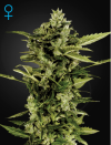 Auto Bomb (Автоцветущие феминизированные)