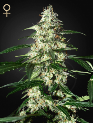 Семена Green House Seed Co. Skunk Auto (Автоцветущие феминизированные)