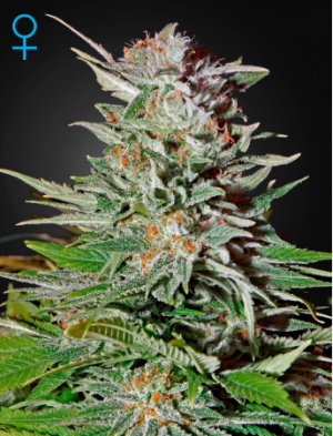 Семена Green House Seed Co. Super Lemon Haze Auto