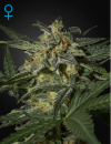 Green House Seed Co. White Widow Auto (Автоцветущие феминизированные)