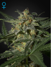 White Widow Auto (Автоцветущие феминизированные)