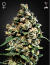 Jack Herer (Феминизированные)