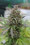 Baby Boom Auto (Автоцветущие феминизированные)