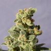 Gnomo Auto (Автоцветущие феминизированные)