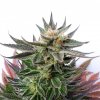 Sativa Dream (Феминизированные)