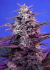Bloody Skunk Auto ® (Автоцветущие феминизированные)