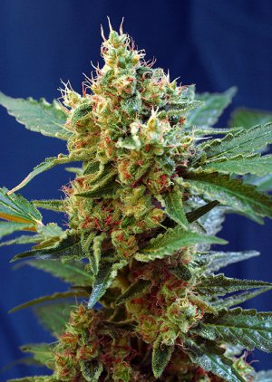 Семена Sweet Seeds Cream Mandarine XL Auto ®