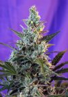 Sweet Skunk F1 Fast Version ® (Феминизированные)