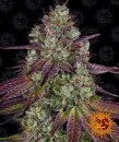 Mimosa EVO (Феминизированные)