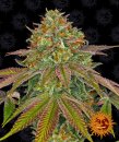Wedding Cake (Феминизированные)