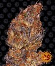 Runtz (Автоцветущие феминизированные)