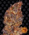 Runtz (Автоцветущие феминизированные)