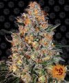 Bubba Kush (Феминизированные)