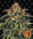Moby Dick (Феминизированные)