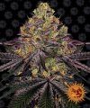 Watermelon Zkittlez (Феминизированные)