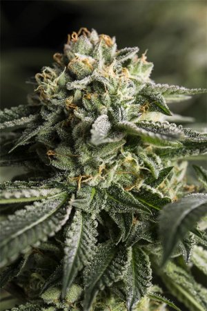 Семена Dinafem Seeds Remo Chemo