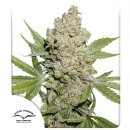 Auto Lemon Kix (Автоцветущие феминизированные)