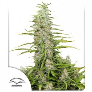 Семена Dutch Passion Seeds C-Vibez