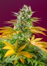 Sweet Seeds Gorilla Girl F1 Fast Version ® (Феминизированные)