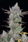 FastBuds Gorilla Cookies Auto (Автоцветущие обычные)