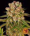 Kush Mintz (Феминизированные)