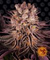 Mimosa EVO x Orange Punch (Феминизированные)