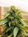 Doctor's Choice Deepforest Super Auto (Автоцветущие феминизированные)