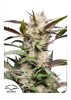 Семена Dutch Passion Seeds Auto Mimosa Punch