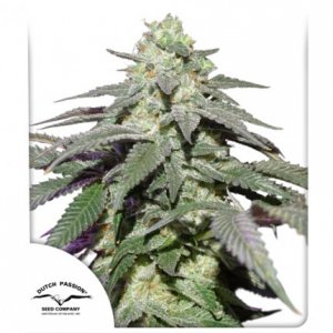 Семена Dutch Passion Seeds Auto Skywalker Haze