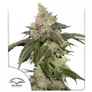 Семена Dutch Passion Seeds Kerosene Krash