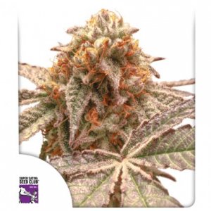 Семена Dutch Passion Seeds Purple OG Punch