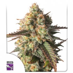 Семена Dutch Passion Seeds Strawberry Chemdawg OG