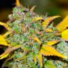 Gelato (Автоцветущие феминизированные)