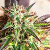 Girl Scout Cookies (Автоцветущие феминизированные)