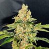Sherbet Cookies (Феминизированные)