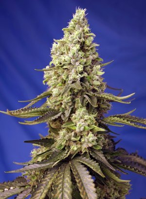 Семена Sweet Seeds Runtz XL Auto ®