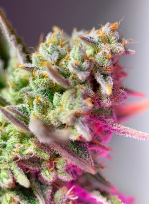 Семена Sweet Seeds Sweet Mimosa XL Auto ® (Автоцветущие феминизированные)