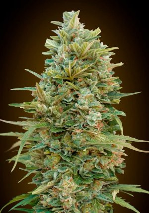 Семена 00 Seeds Auto Do-Si-Dos Cookies (Автоцветущие феминизированные)