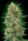 Gorilla Fast (Феминизированные)