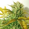 Kush Van Stitch (Автоцветущие обычные)