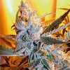 Heaven’s Haze (Автоцветущие обычные)